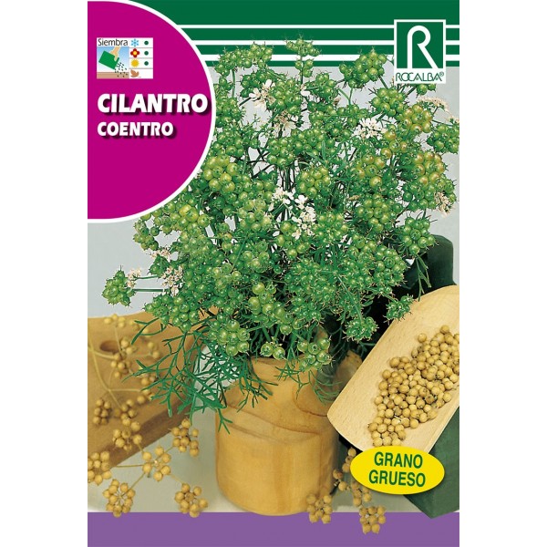 CILANTRO CORIANDRO GRANO GRUESO SEMILLA