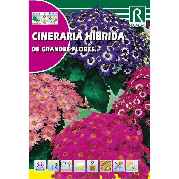 CINERARIA HIBRIDA DE GRANDES FLORES SEMILLA