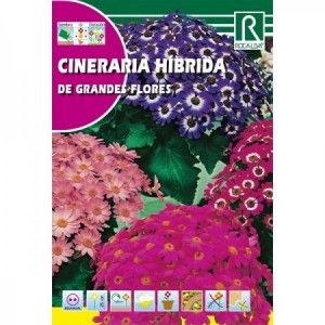 CINERARIA HIBRIDA DE GRANDES FLORES SEMILLA