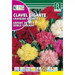 CLAVEL GIGANTE ENFANT DE NICE DOBLE VARIADO SEMILLA