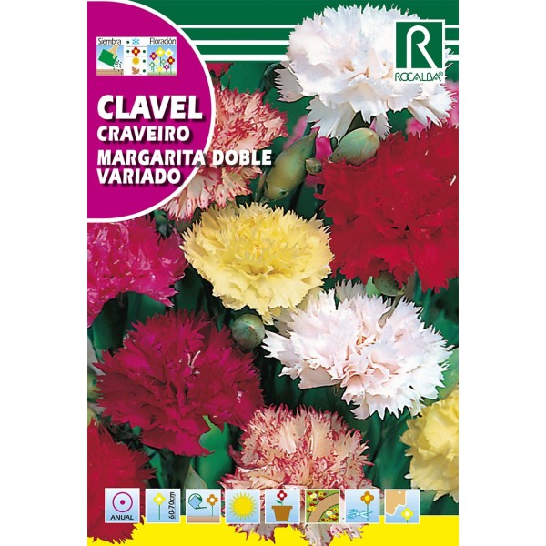 CLAVEL MARGARITA DOBLE VARIADO SEMILLA