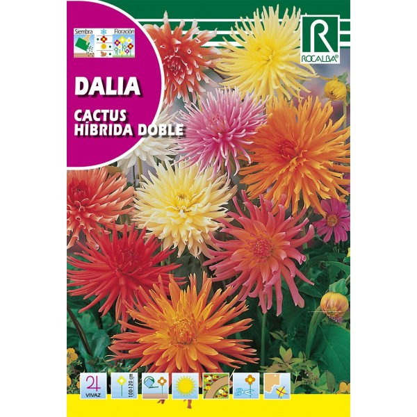 DALIA CACTUS HIBRIDA DOBLE SEMILLA