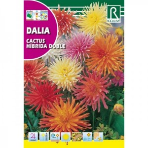 DALIA CACTUS HIBRIDA DOBLE SEMILLA