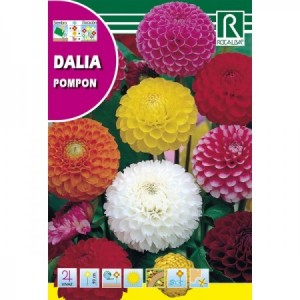 DALIA POMPON SEMILLA