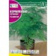 ESPARRAGO PLUMOSO SEMILLA