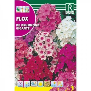 FLOX DE DRUMMOND GIGANTE SEMILLA