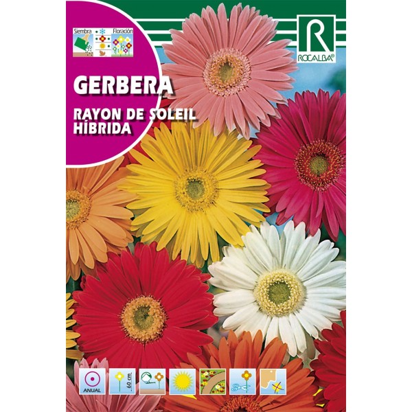 GERBERA HIBRIDA RAYON DE SOLEIL SEMILLA