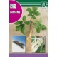 GINSENG SEMILLA