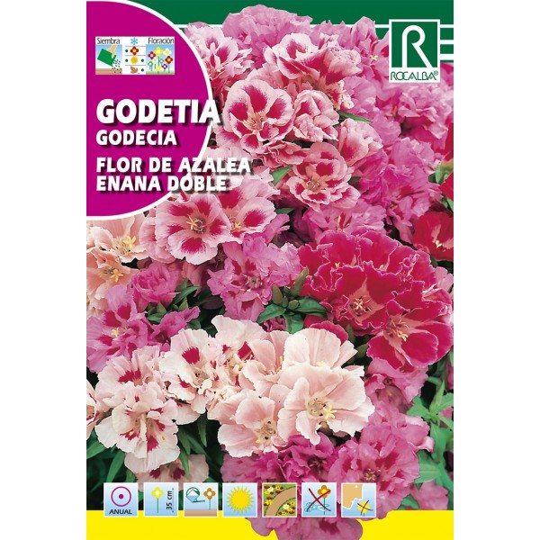 GODETIA FLOR DE AZLAEA ENANA DOBLE SEMILLA