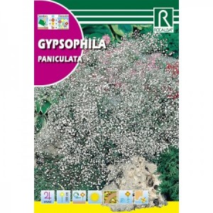 GYPSOPHILA PANICULATA SEMILLA