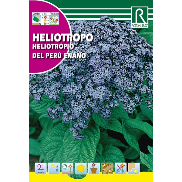 HELIOTROPO DEL PERU ENANO SEMILLA