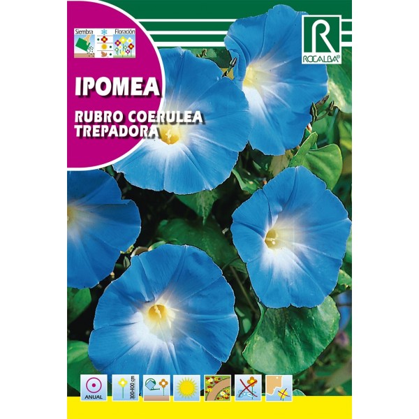 IPOMEA RUBRO COERULEA TREPADORA SEMILLA