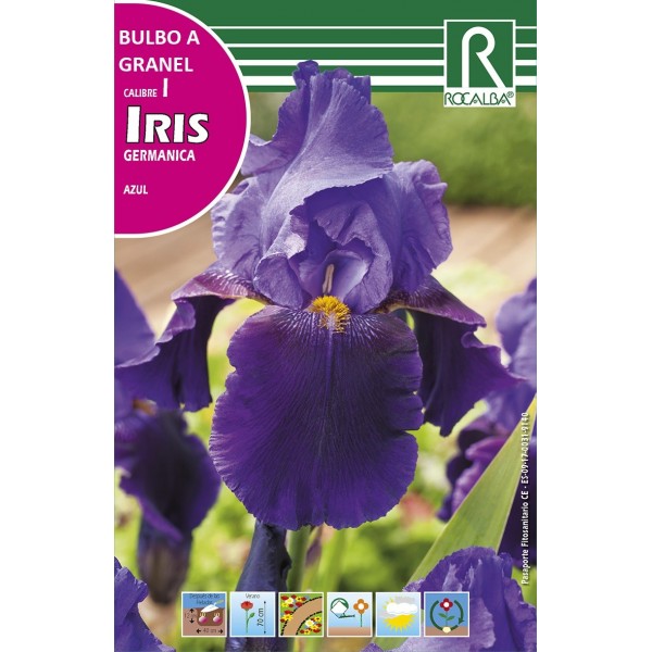 IRIS GERMANICA AZUL BULBO ROCALBA