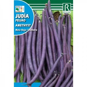 JUDIA AMETHYST MATA BAJA MORADA SEMILLA