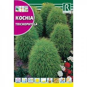 KOCHIA SEMILLA