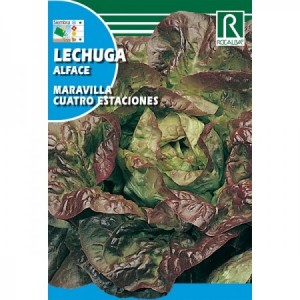 LECHUGA MARAVILLA 4 ESTACIONES SEMILLA