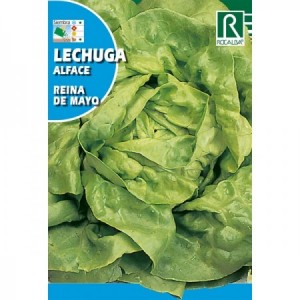 LECHUGA REINA DE MAYO SEMILLA