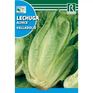 LECHUGA ROMANA VALLADOLID SEMILLA