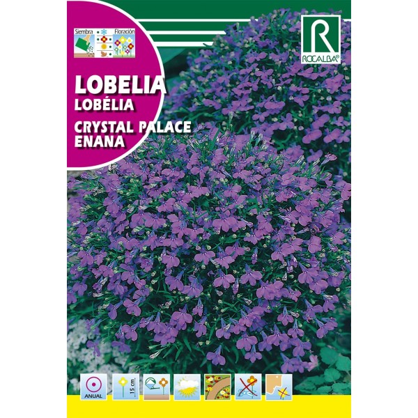 LOBELIA CRYSTAL PALACE ENANA SEMILLA