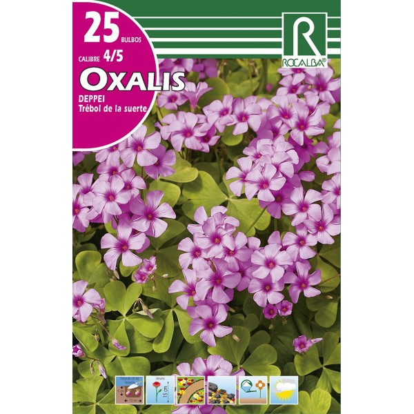 OXALIS DEPPEI TREBOL DE LA SUERTE 25 BULBOS