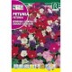 PETUNIA HIBRIDA ENANA COMPACTA SEMILLA