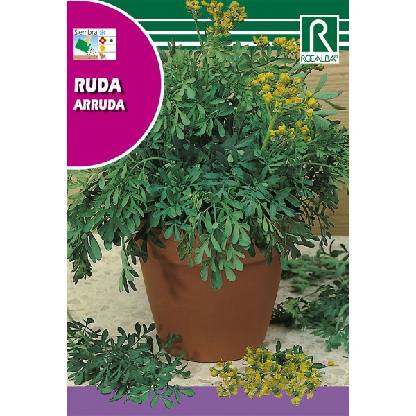 RUDA RUTA GRAVEOLENS SEMILLA