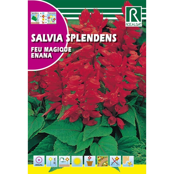 SALVIA SPLENDENS FEU MAGIQUE ENANA SEMILLA