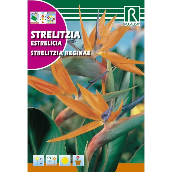 STRELITZIA REGINAE SEMILLA