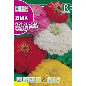 ZINIA FOR DE DALIA GIGANTE DOBLE VARIADA SEMILLA