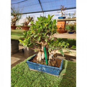 Ficus retusa tiesto rectangular azul