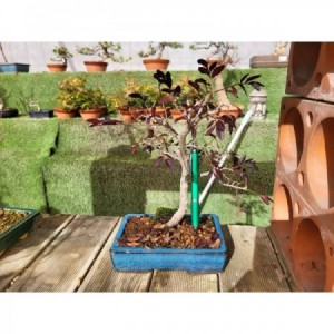 Zelkova parvifolia rectangular azul