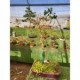 Acer palmatum tiesto rectangular rojizo