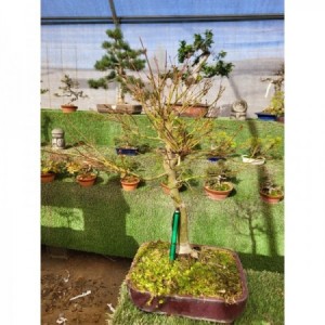 Acer palmatum tiesto rectangular rojizo