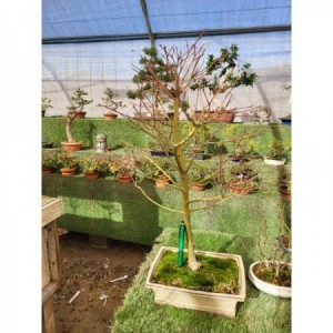 Acer palmatum tieseto rectangular crema