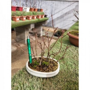 Bosquecillo de Acer palmatum tiesto blanco