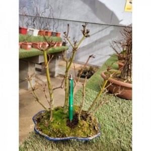 Bosquecillo de Acer palmatum tiesto azul