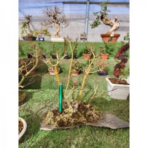Bosquecillo de Acer palmatum laja