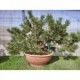 Pinus silvestre "Yamadori" ciatola plastico