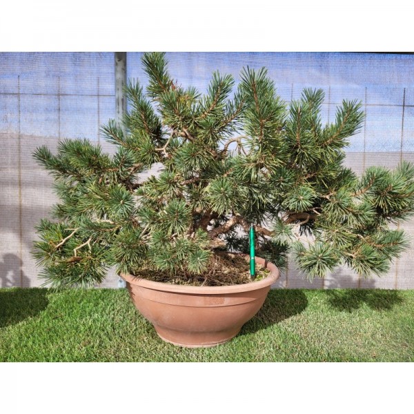 Pinus silvestre "Yamadori" ciatola plastico