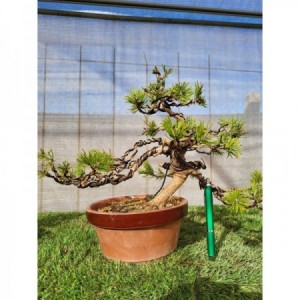 Pinus silvestre "Yamadori" tiesto entrenamiento mediano