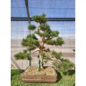 Pinus silvestre "Yamadori" rectangular marron