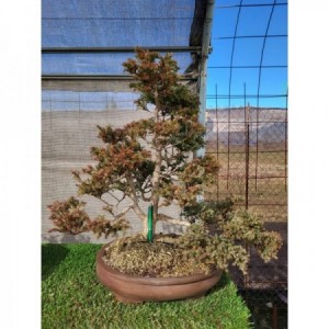 Chamaceparys boulevar ovalado marron