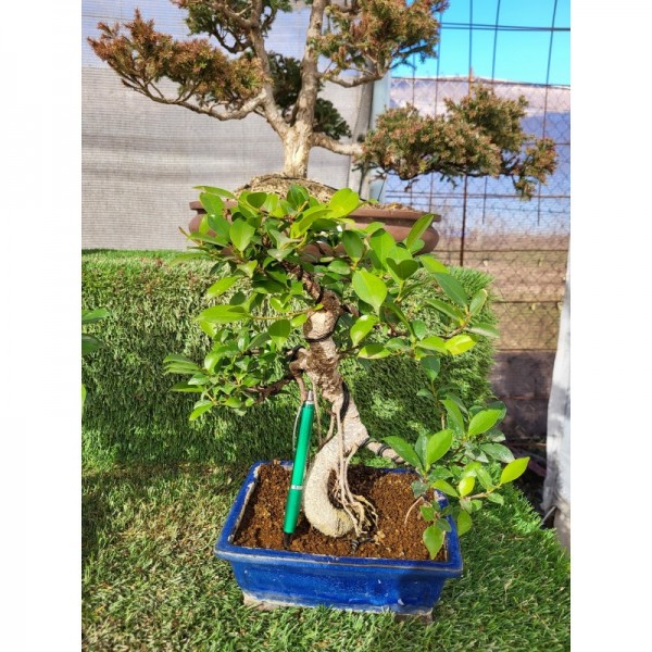 Ficus retusa tiesto azul