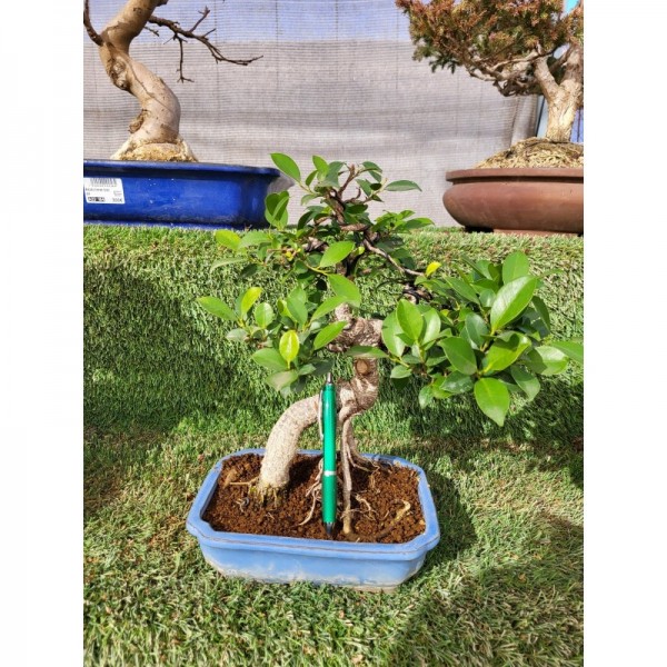 Ficus retusa tiesto azul