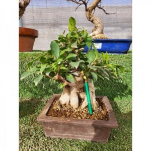 Ficus ginseng grupo rectangular marron