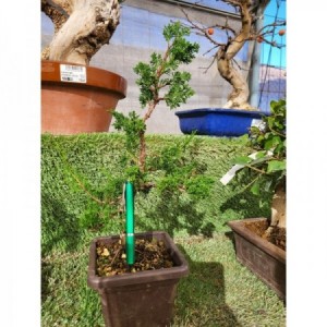 Juniperus Itoigawa tiesto cuadrado