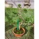 Juniperus Itoigawa tiesto entrenamiento