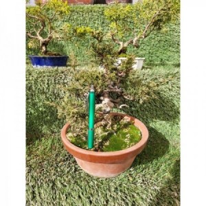 Juniperus Itoigawa tiesto entrenamiento