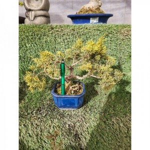 Juniperus chinensis tiesto azul