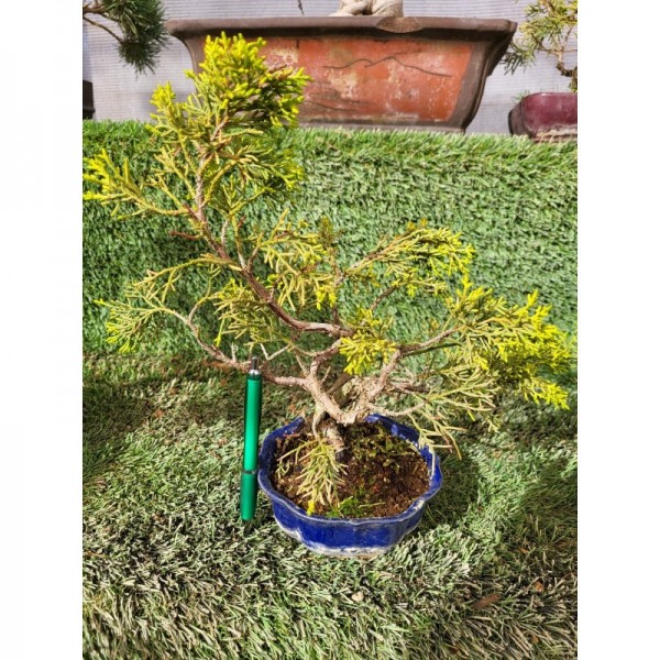 Juniperus chinensis tiesto azul